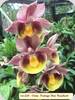 Catasetum Portage Star Rainbow